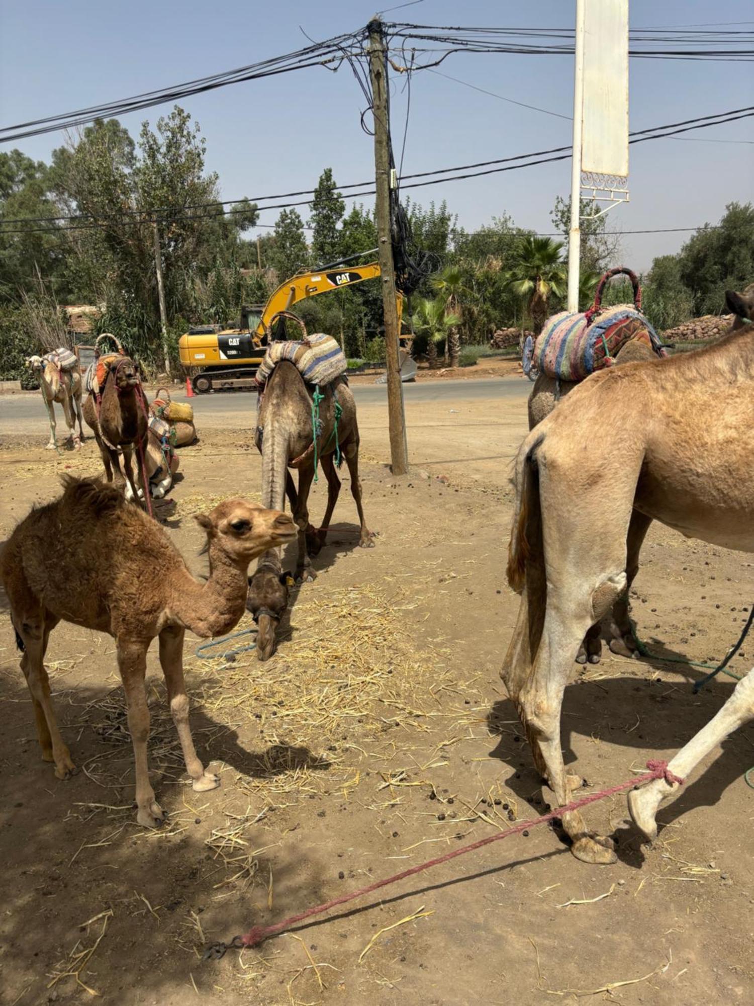 Jamel Marrakech Zac Marrakesh